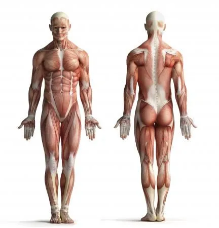 Gallery For > Cuerpo Humano Sin Nombres