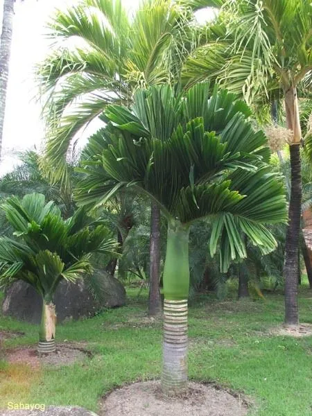 Jardineria6.jpg