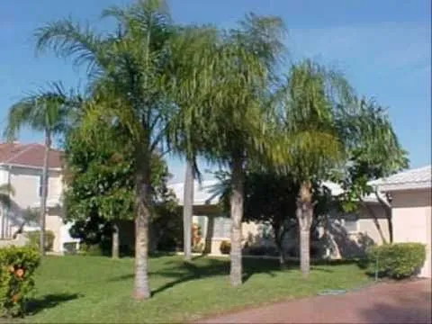 Tipos de palmeras - YouTube