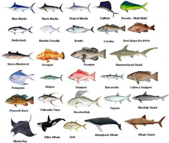 Tipos de peces y sus nombres - Imagui Tipos de peces y sus nombres - Imagui