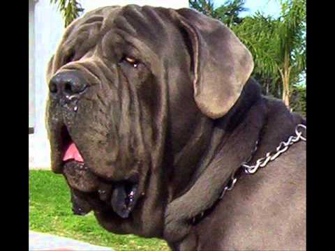 los tres tipos de perros mastin - YouTube