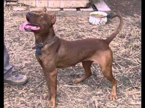 tipos de perros pitbull - YouTube