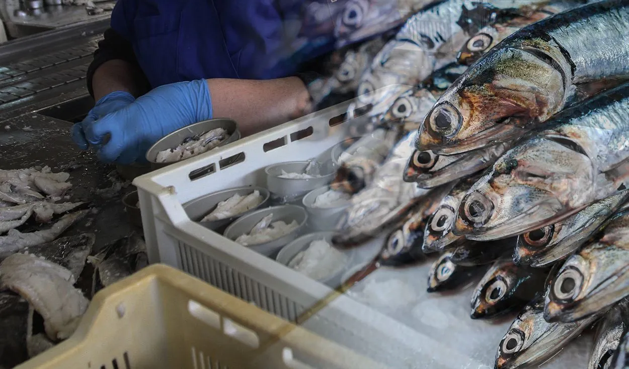 Cuáles son los tipos de pescados que se capturan en alta mar peruano y se venden en el mercado? – Revista Pesca & Medio Ambiente Cuáles son los tipos de pescados que se capturan en alta mar peruano y se venden en el mercado? – Revista Pesca & Medio Ambiente