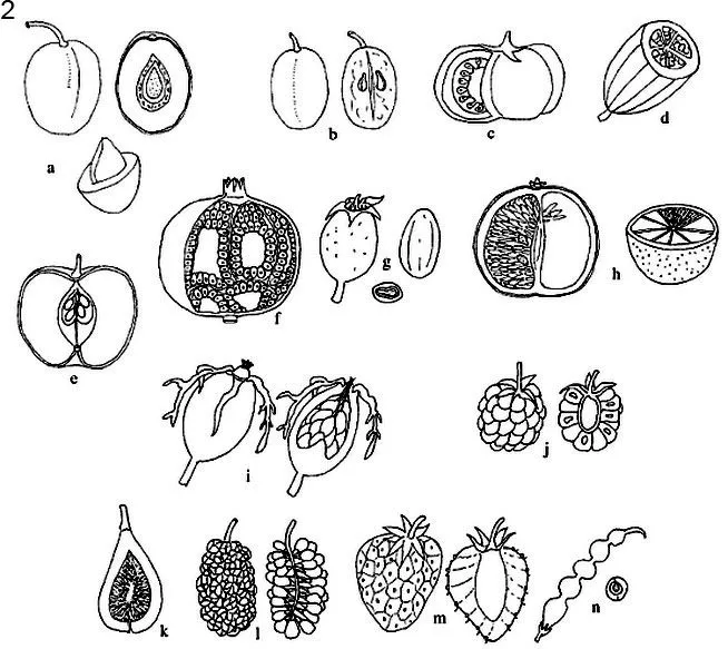 Frutos 1 semilla DIBUJOS PARA COLOREAR - Imagui