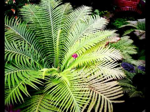 TIPOS DE PLANTAS - YouTube