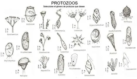 TIPOS DE PROTOZOOS - Imagui