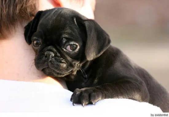 Tipos de Pug – Perros Pug