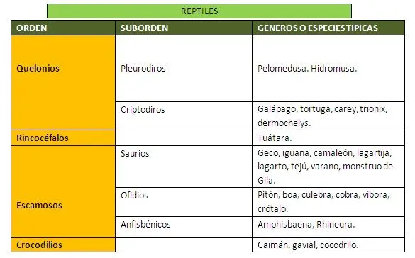 Tipos de reptiles y caracteristicas │ Tipos de