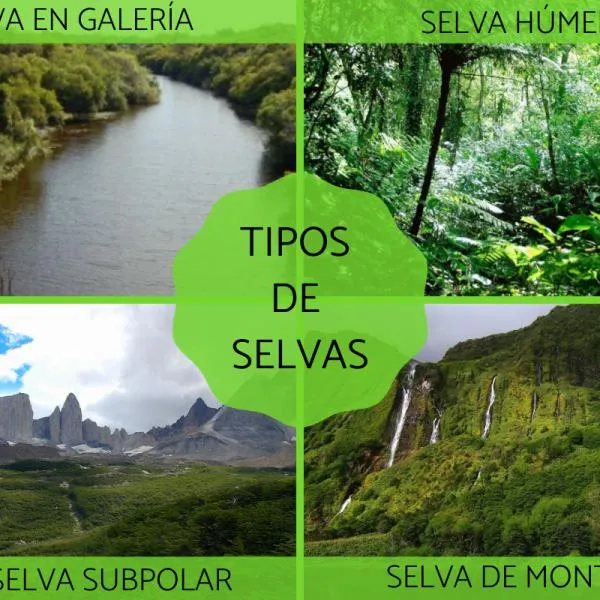 TIPOS de SELVAS y sus características - Resumen TIPOS de SELVAS y sus características - Resumen