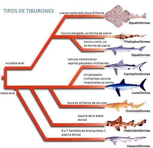 Tipos de tiburones | TIBURONPEDIA