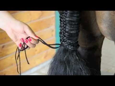 Como hacer diferentes tipos de trenzas a los caballos? Como hacer diferentes tipos de trenzas a los caballos?