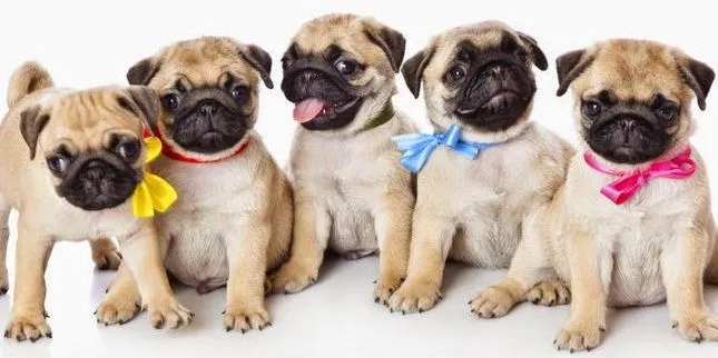 Tips: ¿Cómo y cuánto debo alimentar a mi cachorro Pug? – Perros Pug Tips: ¿Cómo y cuánto debo alimentar a mi cachorro Pug? – Perros Pug