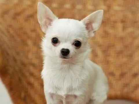 Tips de nombres para perros chihuahua macho y hembra | Educa a tu ... Tips de nombres para perros chihuahua macho y hembra | Educa a tu ...