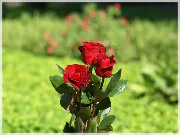Tips para el plantado y cultivo de las rosas Tips para el plantado y cultivo de las rosas