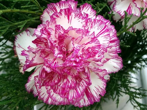 Tips Para Plantar Claveles en Tu Jardin