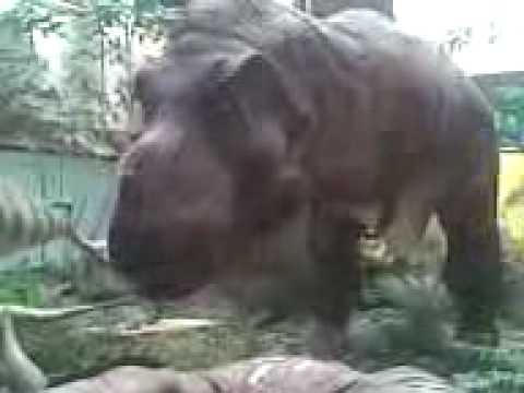 tiranosaurio rex comiendo mex universum - YouTube