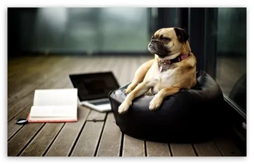 Tired Pug HD desktop wallpaper : High Definition : Fullscreen ... Tired Pug HD desktop wallpaper : High Definition : Fullscreen ...
