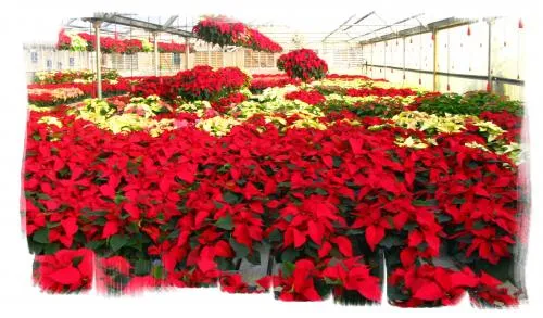 tlazochitl flor de noche buena o poisentia se cultivaba en los ... tlazochitl flor de noche buena o poisentia se cultivaba en los ...