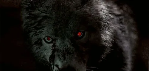 tmp_Silver Lunar - Arcanjo Lycan - Gifs Lupinos - Muitos Lobos ... tmp_Silver Lunar - Arcanjo Lycan - Gifs Lupinos - Muitos Lobos ...