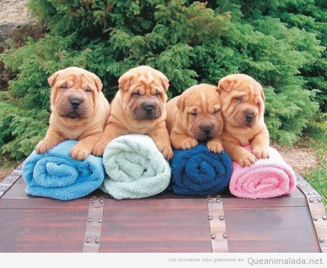 Perro Toalla | ¡Qué animalada! | Las fotos, los vídeos y los gifs ... Perro Toalla | ¡Qué animalada! | Las fotos, los vídeos y los gifs ...