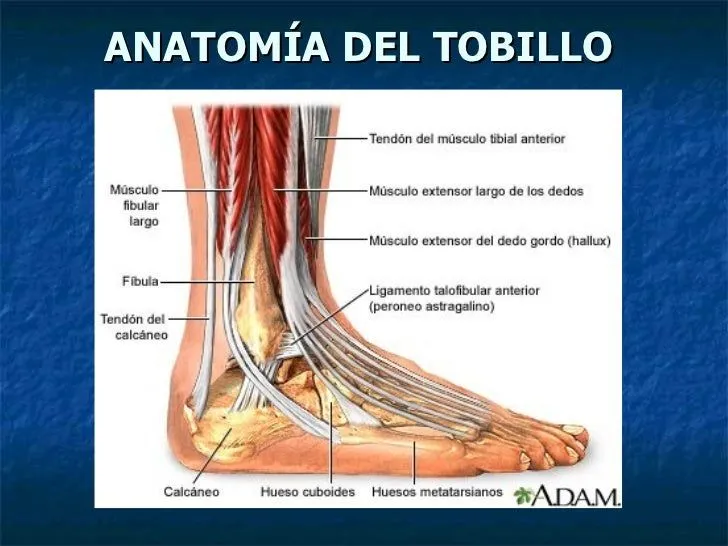 tobillo-5-728.jpg?cb=1238119698
