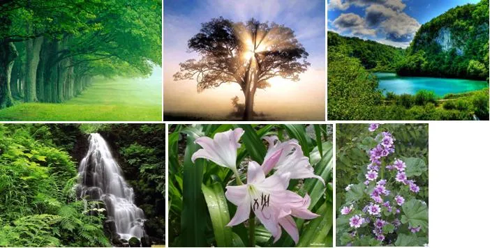 PARA TODOS(AS): ANIMALES Y PLANTAS TIENEN SENTIMIENTOS Y ... PARA TODOS(AS): ANIMALES Y PLANTAS TIENEN SENTIMIENTOS Y ...