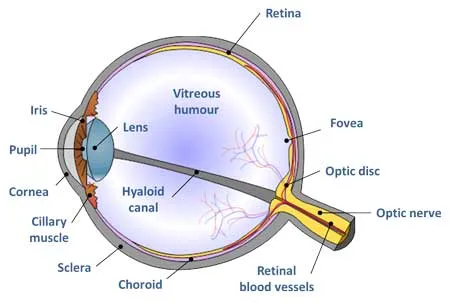 TOEIC Glosario del ojo humano en inglés - FYNE Formación TOEIC Glosario del ojo humano en inglés - FYNE Formación