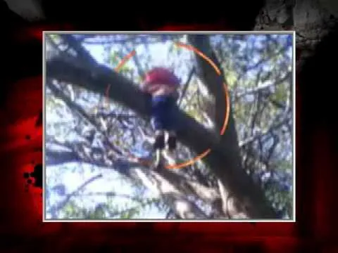 Toman fotografías de un duende vivo! - YouTube Toman fotografías de un duende vivo! - YouTube