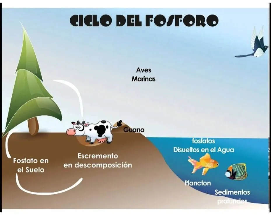 TOMi.digital - ciclo del fósforo