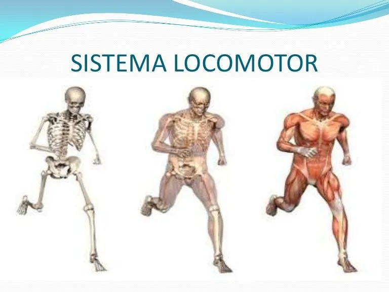 TOMi.digital - Sistema osteomuscular o locomotor. TOMi.digital - Sistema osteomuscular o locomotor.