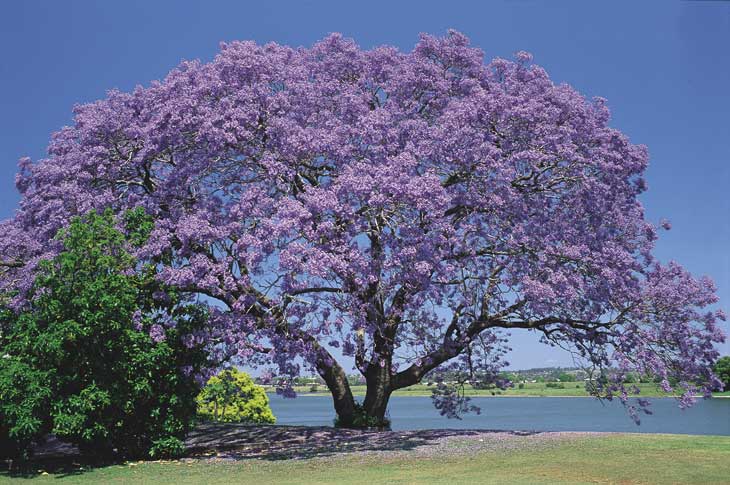 en tonalidades azules moradas se suguiere plantar en espacios amplios ... en tonalidades azules moradas se suguiere plantar en espacios amplios ...