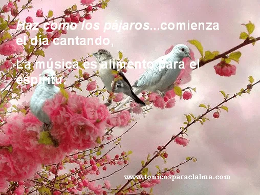 TONICO PARA EL ALMA: Haz como los pájaros