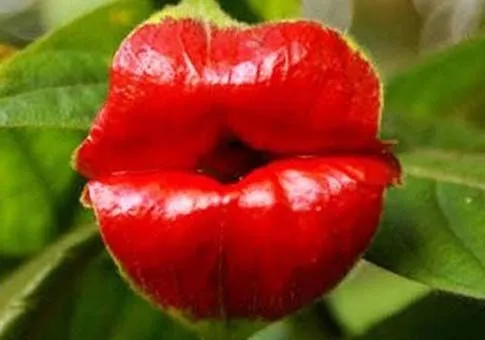 Las plantas más extrañas del mundo_spanish.
