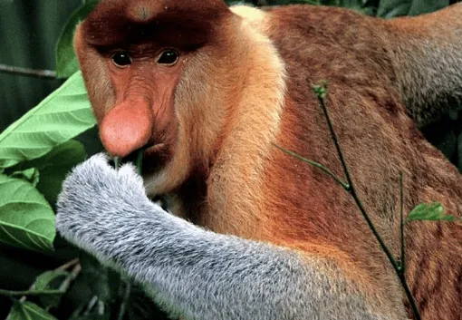 TOP 10 de los animales más feos del mundo | BUENAS NOTICIAS