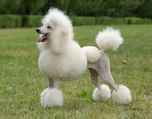 Top 10 Friendliest Dog Breeds In The World | Pets World Top 10 Friendliest Dog Breeds In The World | Pets World