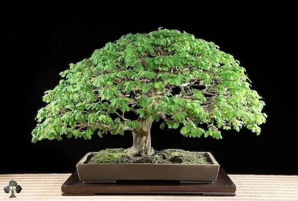 Top 10: Los Mejores Bonsáis - Bonsai Empire Top 10: Los Mejores Bonsáis - Bonsai Empire