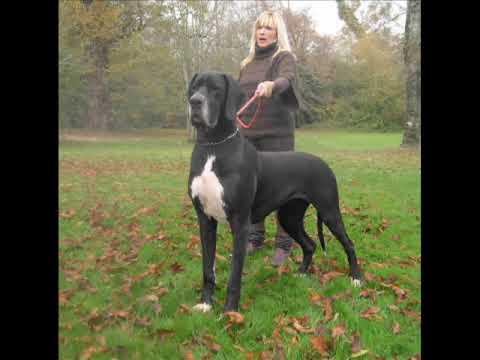 top 10 de las mojeres razas de perros - YouTube top 10 de las mojeres razas de perros - YouTube