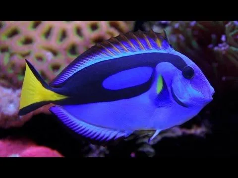 Top 10 Peces mas hermosos del mundo - YouTube