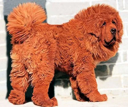 Top 10 de los perros ... Recomendado - Taringa!