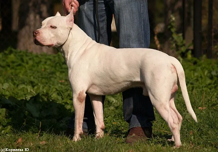 Top 10 razas de perros que están prohibidas tener como mascotas ...