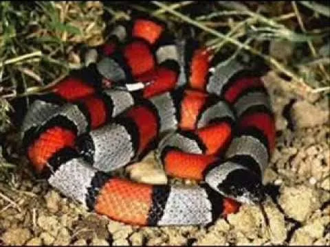 Top 10 Las serpientes más hermosas del mundo - YouTube Top 10 Las serpientes más hermosas del mundo - YouTube