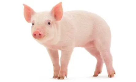 Top 10 Smartest Animals smart-piglet â€“ Care2 Healthy Living