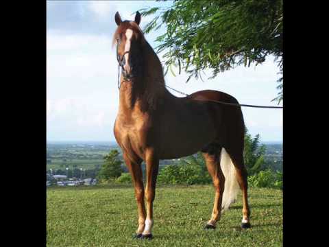 Top de los caballos mas hermosos - YouTube