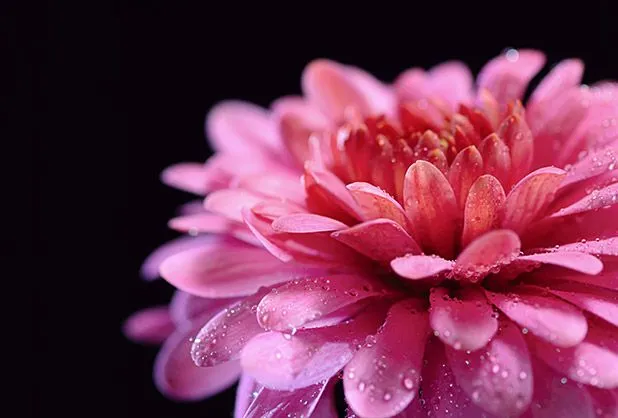 Top 5 de flores comestibles y saludables | Alto Nivel Top 5 de flores comestibles y saludables | Alto Nivel