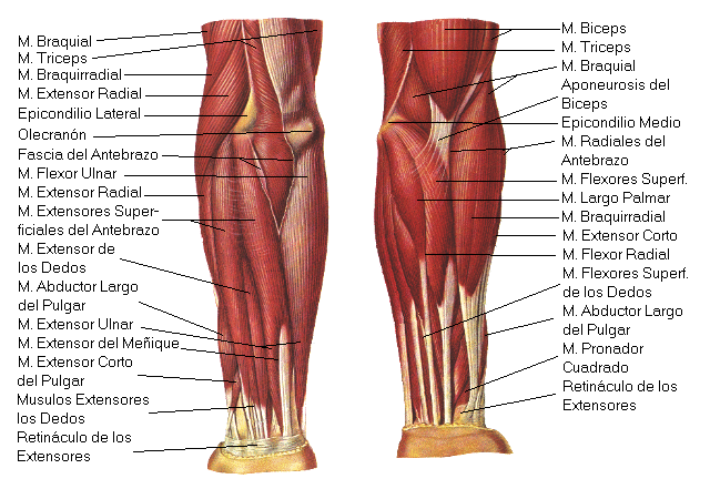 Topografia muscular del Miembro Inferior | Anatomia - Miembros ... Topografia muscular del Miembro Inferior | Anatomia - Miembros ...