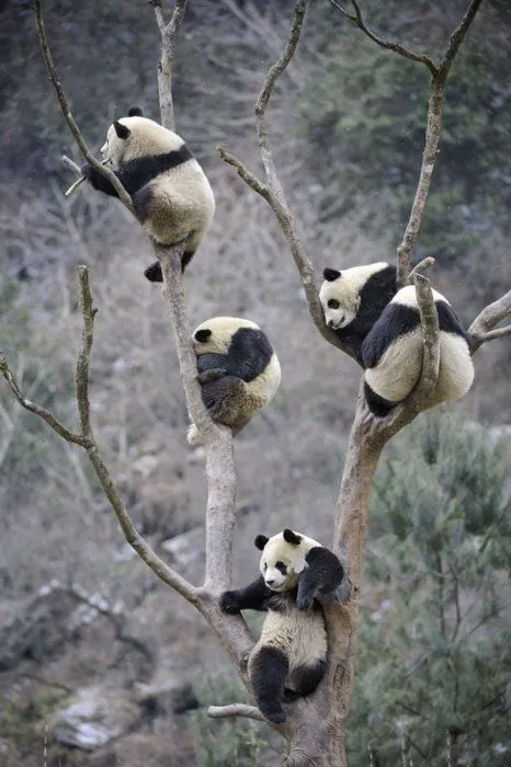 Topota Web - Tan irreal que es mentira: Encuentran nueva especie ... Topota Web - Tan irreal que es mentira: Encuentran nueva especie ...