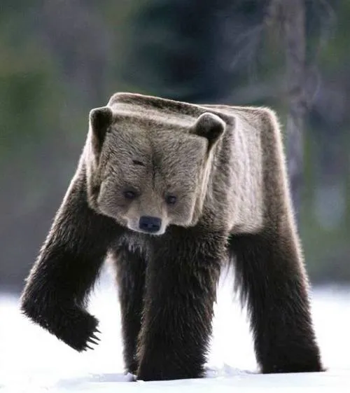 Topota Web - Tan irreal que es mentira: oso Topota Web - Tan irreal que es mentira: oso