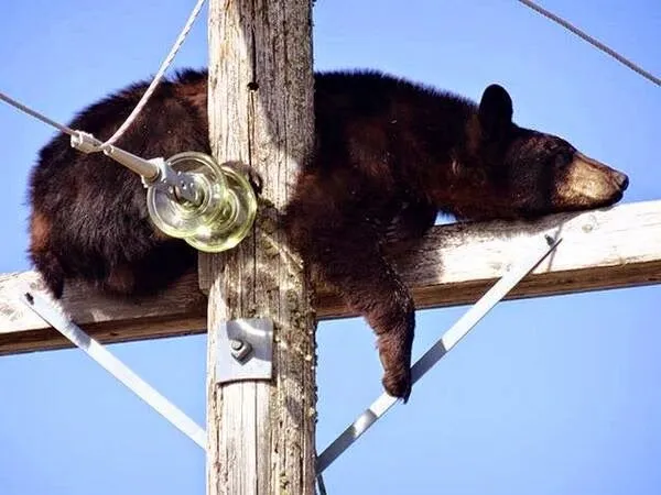 Topota Web - Tan irreal que es mentira: oso Topota Web - Tan irreal que es mentira: oso
