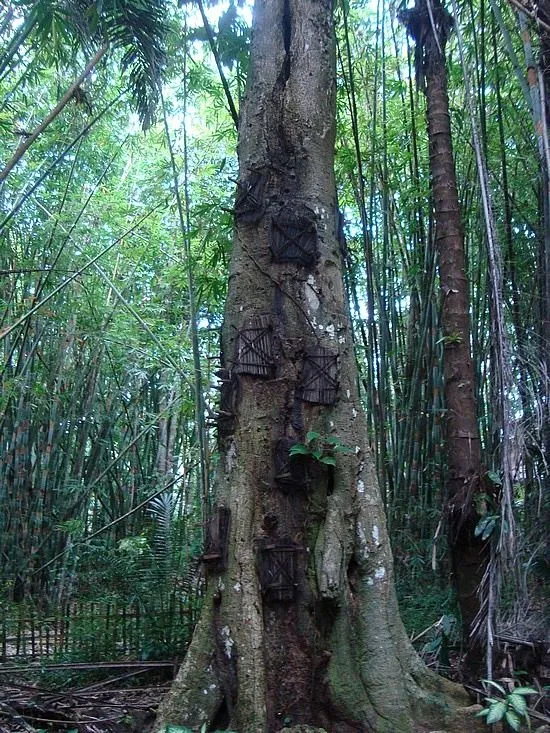 Los Toraja y los árboles de los niños muertos | Tejiendo el mundo Los Toraja y los árboles de los niños muertos | Tejiendo el mundo