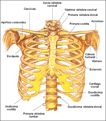 TÓRAX Y ABDOMEN | Los Ángeles de Alain